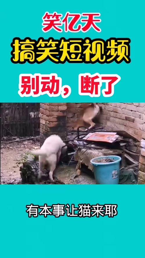 好玩的爆料搞笑视频,笑料横生！揭秘热门搞笑视频幕后趣事  第1张